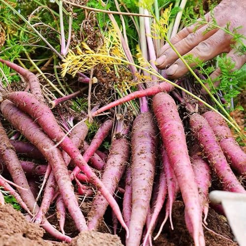 zanahoria zanahorias - semillas orgánicas semillas de zanahorias decoración de balcón jardín oficina resistentes 400pcs