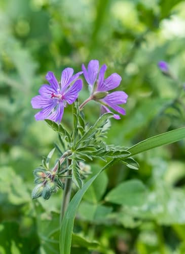 RP Seeds Geranium pyrenaicum (Hedgerow Cranesbill) - 20 Seeds. British Native Wildflower.