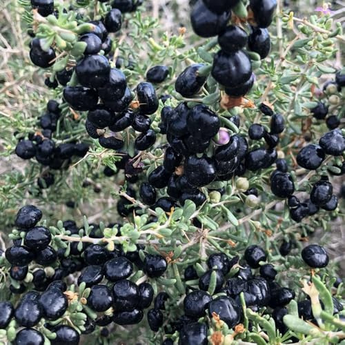 Semillas de bayas de Goji negras, semillas de exóticas Baya de lobo, Lycium ruthenicum, semillas de culinarias de bayas de goji 150pcs