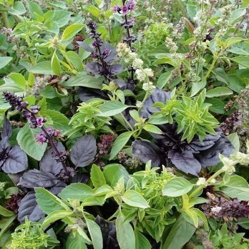 15 Arten – Schöne Mischung Basilikum – Vielfalt in Duft, Farbe und Geschmack – Lichtkeimer – 15 Arten gemischt in einem Beutel – 200 Samen