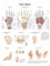 anatomische LehrtafelDie Hand Anatomie Poster, Lehrposter, 70x100cm