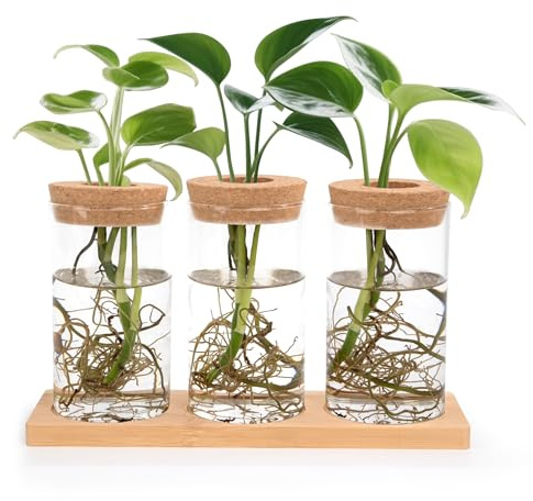 Songella Stations de Propagation de Plantes Vases Hydroponiques avec Socle et Bouchons en Bois 3 Pièces pour Plantes Aquatiques ou Fleurs