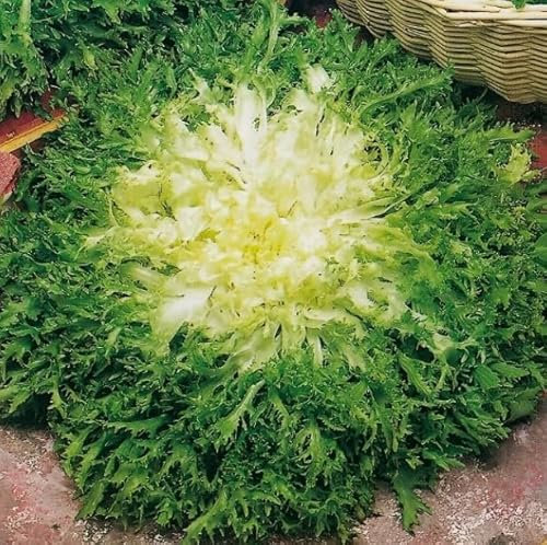 1 Pack of 250 SEEEDS Endive - Pancalieri