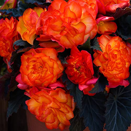 Begonia Plug Plants 'Non-Stop Fire' Half-Hardy Perennial Cascading Double Orange Blooms Easy to Grow Your Own Garden Flowers Supplied as 24x Plug Plants by Thompson and Morgan (24)