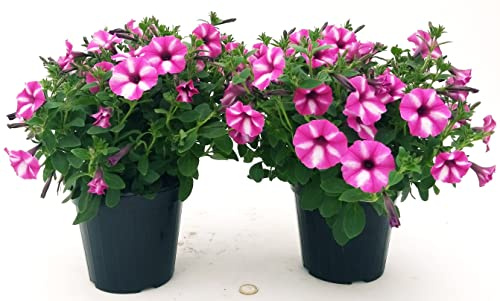 POWERS TO FLOWERS - PETUNIA, POTUNIA, SURFINIA COMPATTA PEPPY, 2 PIANTE VASO 14, piante vere