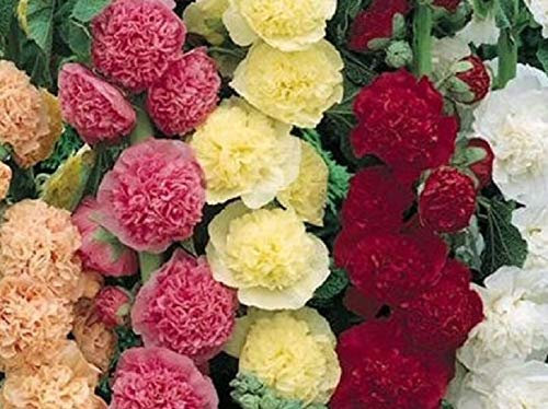 Buy4seeds Flower Hollyhock Summer Carnival Mix - 100 Seeds