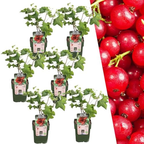 Plants by Frank | 6 Stachelbeeren Pflanzen | 100% Bio Obstpflanzen | Stachelbeeren | Gartenpflanzen | Winterharte Pflanzen Garten | Gartenpflanzen Winterhart