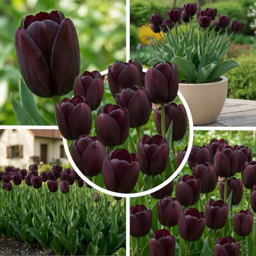 FLORIUM Enkel svart magisk tulpanlökar (25 lökar) holland exklusiva svarta tulpaner kall- och fleråriga resistenta för trädgård, blomkrukor, balkong, Amsterdam