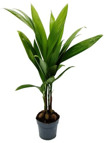 Palmera de betel – Areca catechu – Palmera de betel – Maceta de 12 cm