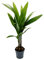 Betelnusspalme - Areca catechu - Zimmerpalme - Betelpalme - 12cm Topf