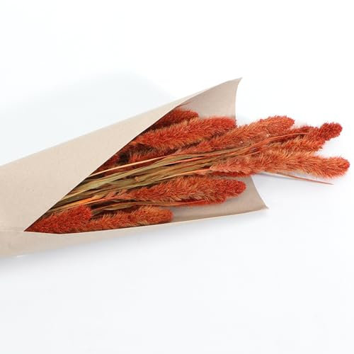 Setaria Trockenblumen Strauß 100g 74 cm Wohn-Deko Schilfgras Tisch-Deko Herbst Blumenstrauß dekorativ Geburtstag Hochzeit Wohnaccessoire (Gebranntes Orange)
