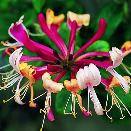 3 x Madreselva Serotina (Lonicera) - 3 plantas trepadoras: Compra 3 y paga 2 - Roja, perenne, fragante y resistente | 3 macetas de 1,5 litros