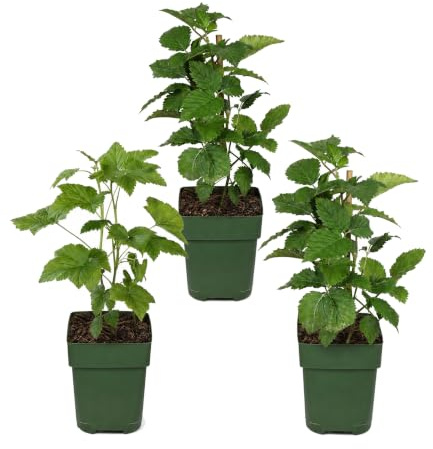 Plantas de Zarzamora Ecológicas, para Jardín, Maceta de 13 cm, Pack de 3