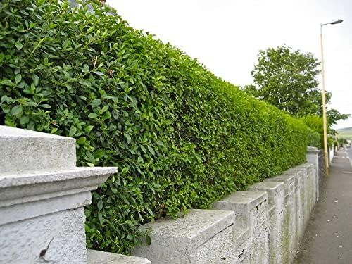 F&G Supplies Green Privet (Ligustrum ovalifolium) Evergreen Bare Root Hedging Plants Sapling for an Instant Hedge - Easy to Grow (Single - Packs of 10) (5, 2-3ft (60-90cm))