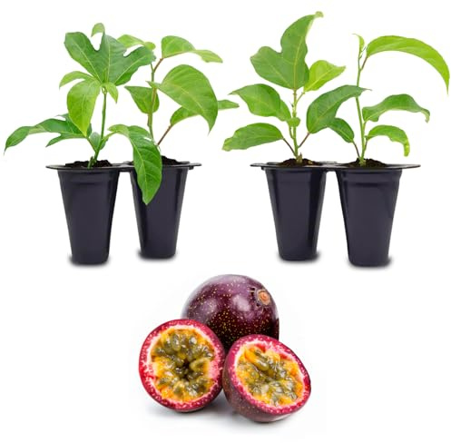 Passion Fruit Live Plant 4 Pack – 'Possum Purple' (Maracuya) — Self-Fertile Passiflora edulis Vine for Trellis, Arbor & Containers — Fast Growing Sweet Purple Fruit. Easy Edible Garden Starter
