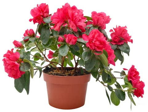 Azalea Natural Planta de Exterior para Jardines o Terrazas