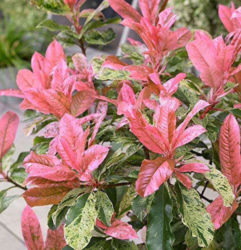 Chinesische Glanzmispel Pink Crispy® 30-40cm - Photinia serratifolia
