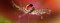 Eurographics DG-DC6017 Beautiful Dew Drops in Red 30x80 DecoGlass, Glas, Rot, 80, 00 x 80, 00 cm