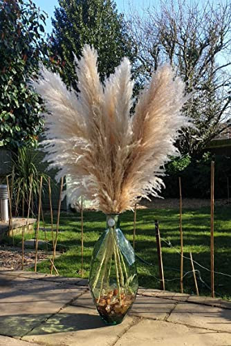LOVE PRODUCTS - Natural Pampas Grass Beige Dried Flowers for Home Decor 3 Stems Extra Large Fluffy Boho Hand Picked 80-100 cm Deluxe Flower 120 Tall (1 stem=1 stick) (RXZER345)