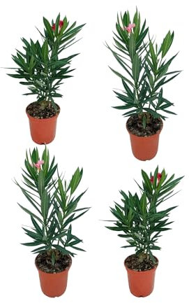 Pack 4 Adelfa Plantas Naturales Ideales para el Exterior