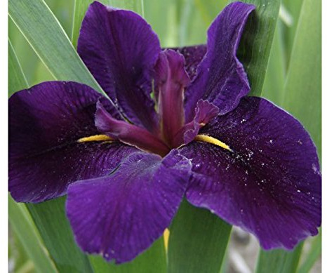 Newsletter Louisiana Iris Bulb, Plant, Root start, Makes Beautiful Flowers