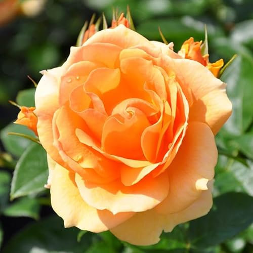 Beetrose „Hansestadt Rostock®“ - apricotfarben blühende ADR-Topfrose im 5 L Topf - frisch aus der Gärtnerei - Pflanzen-Kölle Gartenrose