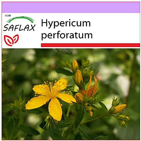 SAFLAX - Hierba de San Juan - 300 semillas - Hypericum perforatum
