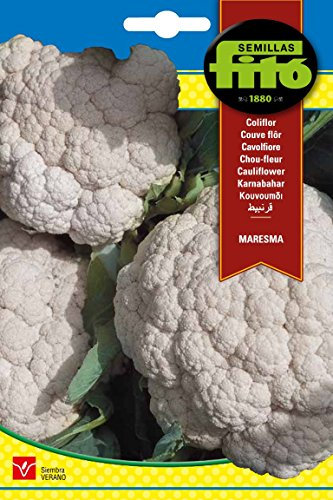Semillas Fitó 86 - Semillas de Coliflor Maresma
