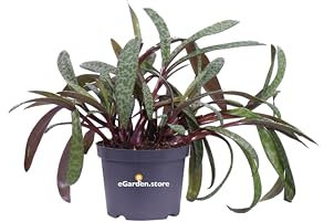 Pianta di Scilla Violacea pianta ornamentale succulenta da interno pianta variegata vera da arredo venduta da eGarden.store