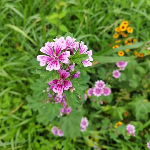semillas de malva, Decoración jardín para exteriores semillas otoño invernaderos balcón exterior orgánicas 800pcs