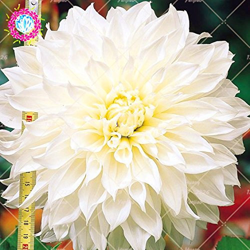 50PCS Belles graines Fleurs vivaces Couleurs Dahlias Graines Variez fleur magnifique balcon Plante en pot pour jardin 3