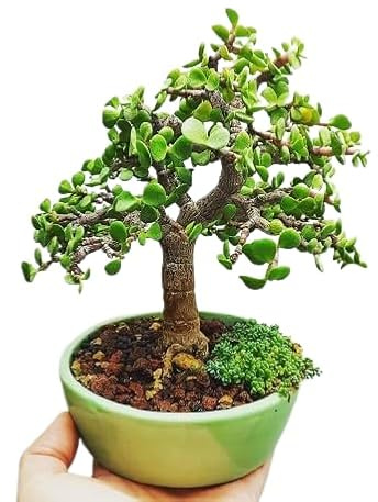 Árbol Bonsái Mix Natural - Maceta Cerámica