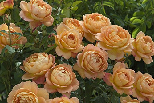 Englische Rose Lady of Shalott im 7 Liter Rosentopf