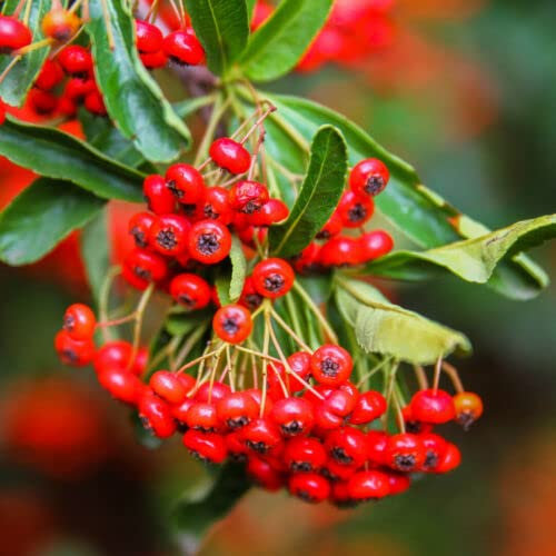 15 x Pyracantha 'Red Cushion' / Firethorn 'Red Cushion' 15-20cm Tall in 9cm Pots