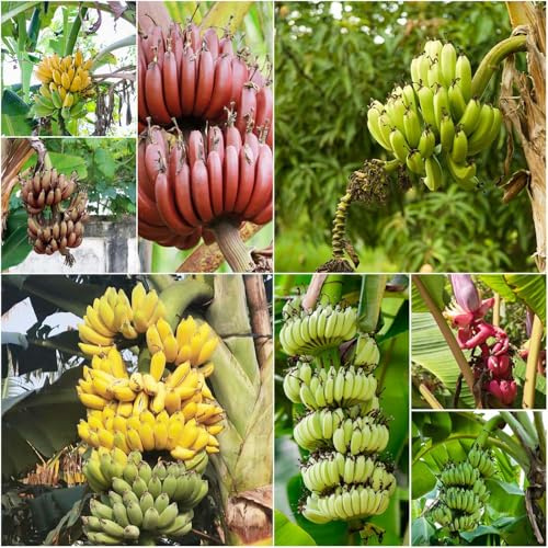 banano resistente - semillas de jardín para exterior plátano resistente verdes perennes resistentes balcón semillas plátano 100pcs