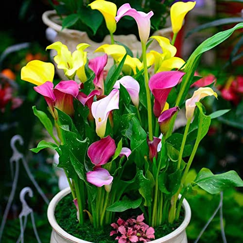 bulbi di calla - Zantedeschia aethiopica - perenni resistenti appartamento esotiche giardino roccioso balcone 6pcs