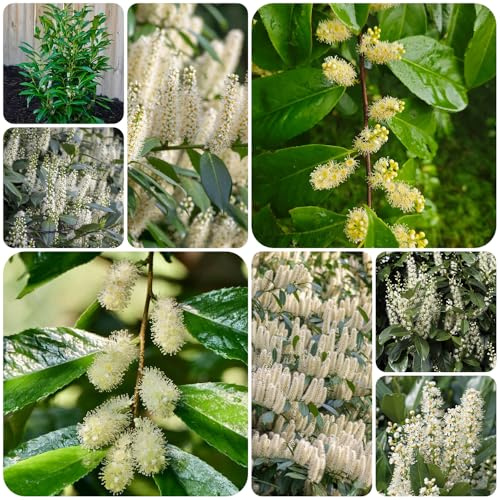 semillas de laurel cerezo, resistentes para balcones, jardín 25pcs