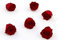 Rosen-Te-Amo | echte konservierte Rosen|6 rote Rosen-Köpfe |Ewige Rosen zum Deko Konservierte Blumen-Box |äußern Ihre dekorative Kreativität | Geburtstagsgeschenk für Frauen Mama Freundin Oma