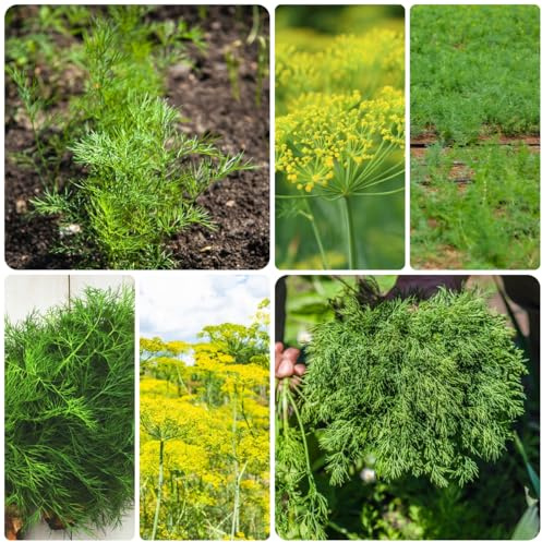semillas de eneldo orgánico culinarias, eneldo perenne raras, orgánicas, jardín, exótico 600pcs