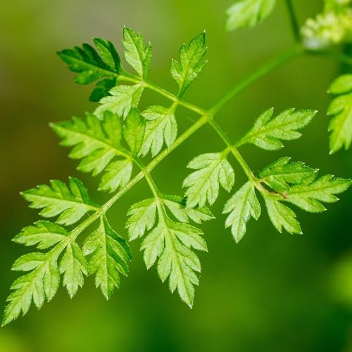 PREMIER SEEDS DIRECT - HERB Seeds - Chervil Common - 5 Grams - Approx 2,000 Seeds