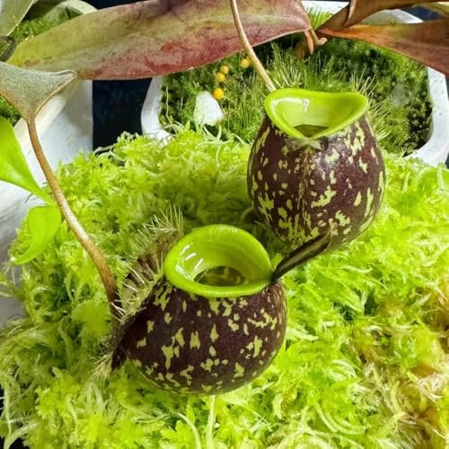 semi di nepenthes - appartamento tappezzanti resistenti giardino 150pcs