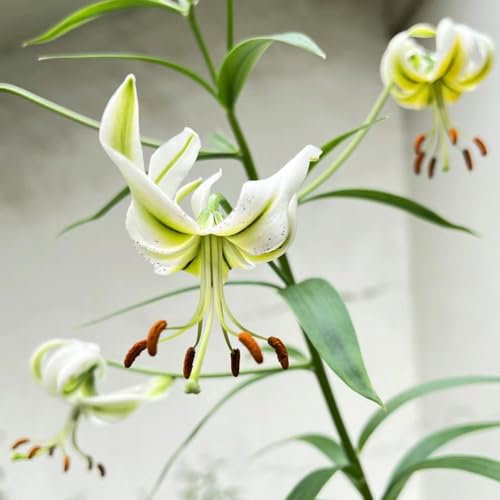 2 unidades de lirios para comprar cebollas, Lilium brownii, plantas de jardín resistentes al invierno, perenne, regalo de jardín, lirios gigantes, lirios de árboles, resistentes al invierno,