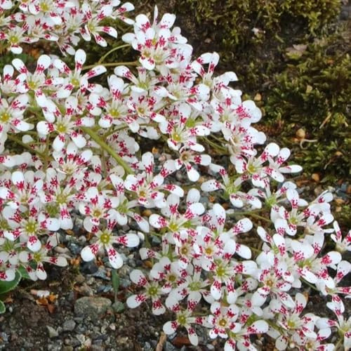 saxífraga - Jardín de Saxifraga estolonífera semillas orgánicas silvestres primavera semillas balcón como recuerdo fiesta 130semillas