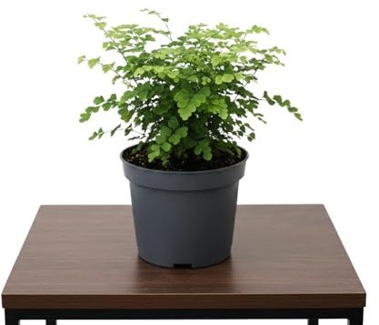 Helecho Culantrillo en Maceta 12 cm Adiantum Raddianum Fragrans DECOALIVE Altura 25 cm para Hogar