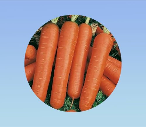 50 graines de carotte longue de berlicum 2 - saveur douce - carotte avec forme réguliere