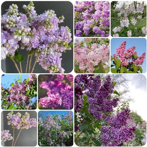 60 pcs flieder pflanzen winterhart samen -,Syzygium aromaticum, sommerblumen samen garten pflanzen topfpflanzen draußen winterhart gartensamen balkon deko pflanzensamen zimmerpflanzen