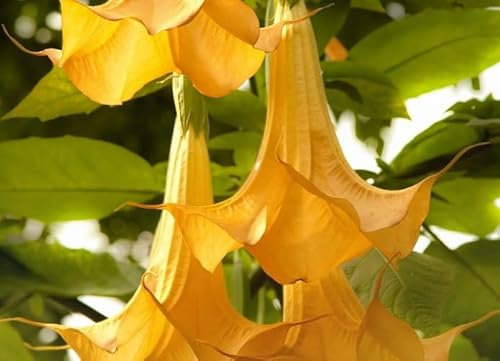 Nouvelles graines de fleurs fraîches de 50pcs Brugmansia