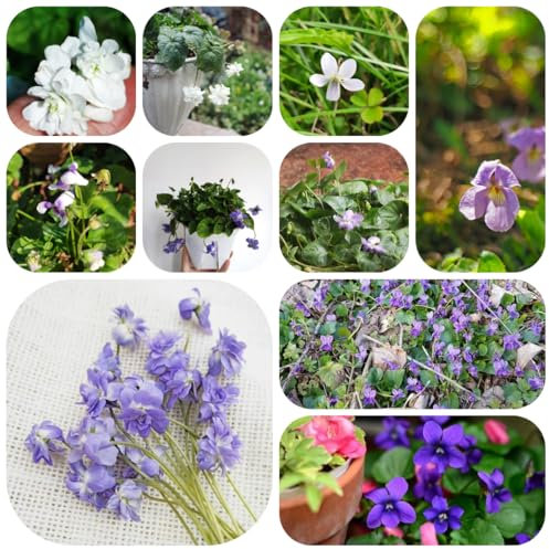 Duftveilchen samen - pflanzen garten blumensamen mehrjährig winterhart zimmerpflanze pflanztopf winterharte stauden wiesenblumen samen Duftveilchen samen winterhart blumendeko balkon 650pcs