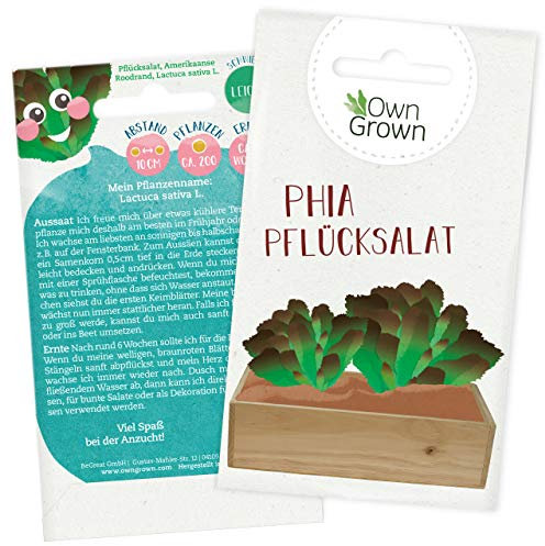 Salat Samen für 200x Brauner Pflück Salat Pflanze: Premium Pflücksalat Samen für Kinder und Erwachsene – Gemüse Samen – Phia Pflücksalat – Garten Gemüse Saatgut für Kids – Samen Gemüse von OwnGrown
