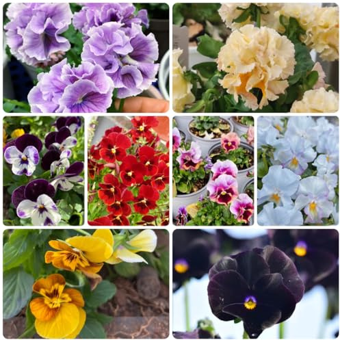 semi biologici di viola del pensiero resistenti di viola del pensiero da giardino roccioso resistenti primaverile, 125pcs